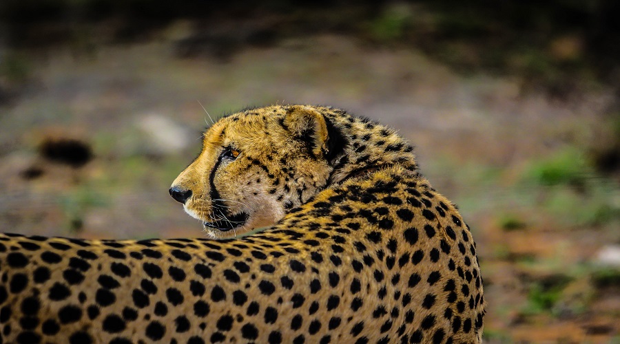 2-Day Tarangire & Lake Manyara Safari from Karatu